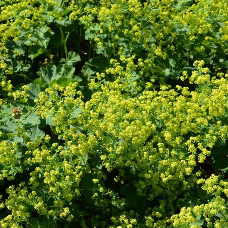Alchemille commune mollis à fleurs Jaune/ - feuillage Caduc - Godet - 5/20 cm - Imagen 1