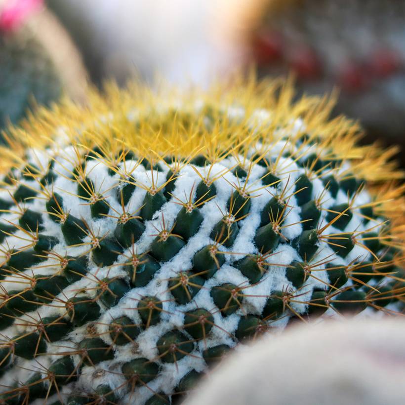 Promesse de Fleurs - Cactus - Mammillaria marksiana Pot de 4L/5L, 14/16 diamètre
