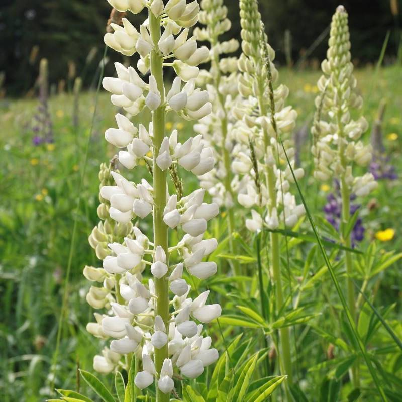 Lupin Noble Maiden à fleurs Blanche/ - feuillage Caduc - Godet - 5/20 cm - Imagen 2