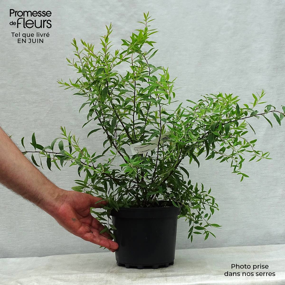 Spiraea cinerea Grefsheim - Spirée dentelée  Pot de 3L/4L - Image 2