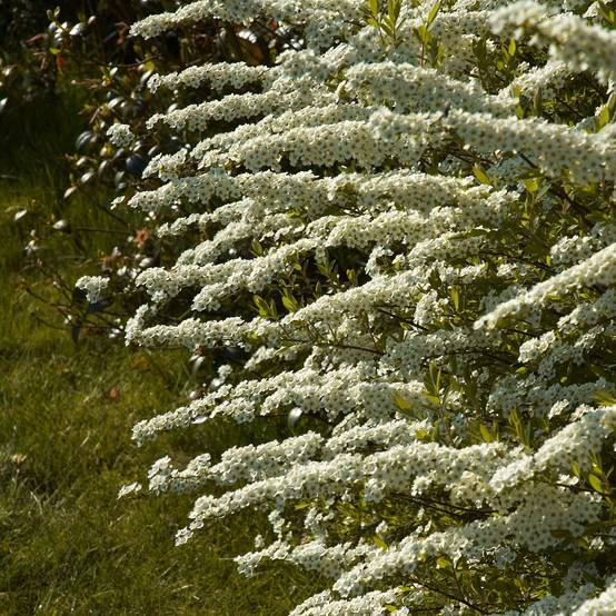 Spiraea cinerea Grefsheim - Spirée dentelée Pot de 3L/4L - Image 1