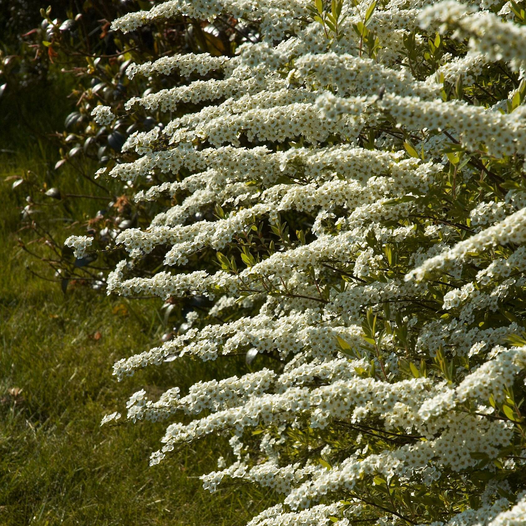 Spiraea cinerea Grefsheim - Spirée dentelée  Pot de 3L/4L - Image 1