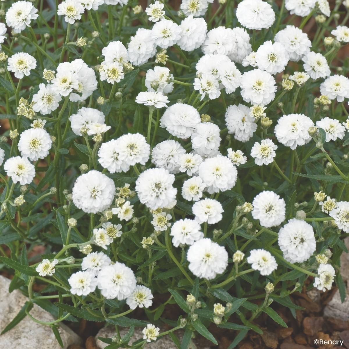 Promesse de Fleurs - Graines d'Achillée ptarmica Marshmallow (graines enrobées) le sachet de 20 graines environ
