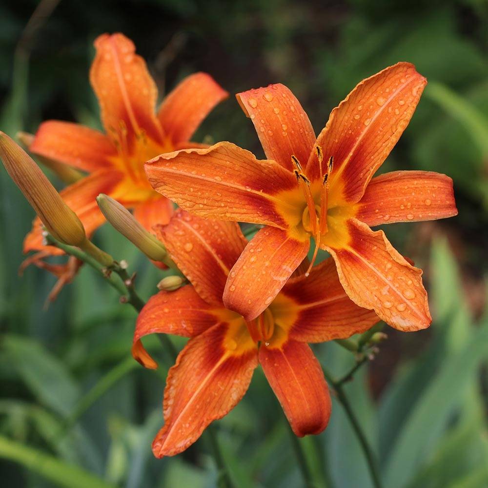Promesse de Fleurs - Hémérocalle fulva - Lis d'un jour Godet de 8/9 cm