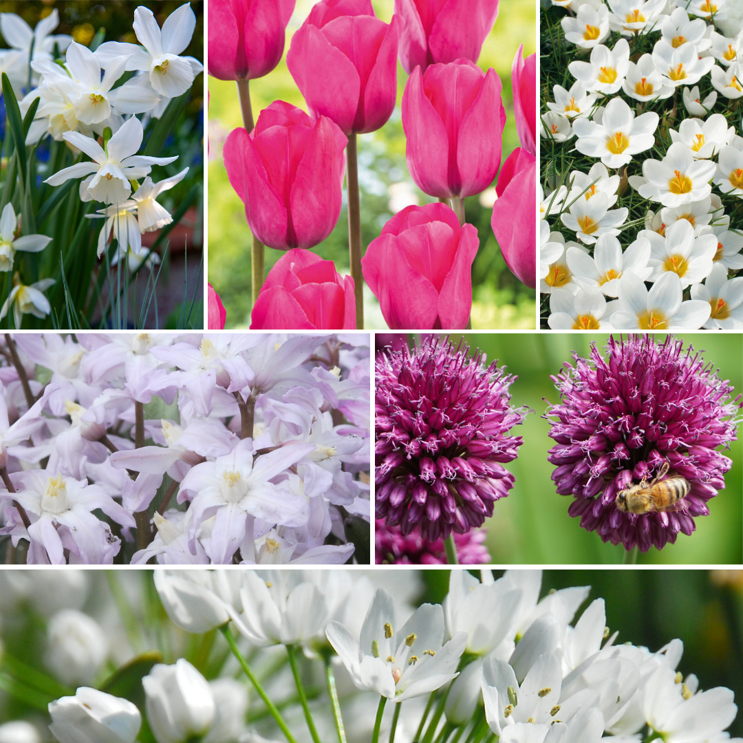 Plant In A Box - Mélange de bulbes pour le jardin - Set de 250 - Allium Narcissus Muscari, Tulipa - Image 2