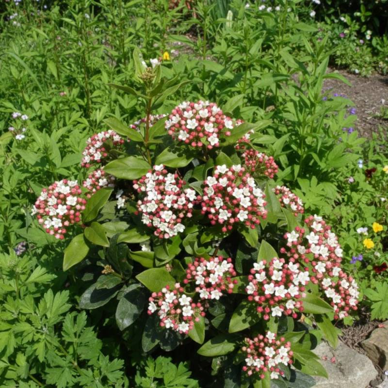 Viorne, Laurier Tin Quimper, Viburnum à fleurs Rose - feuillage Persistant - Pot de 4L - 40/60 cm-  hauteur à maturité De 1,50 m à 2,00 m - Image 5