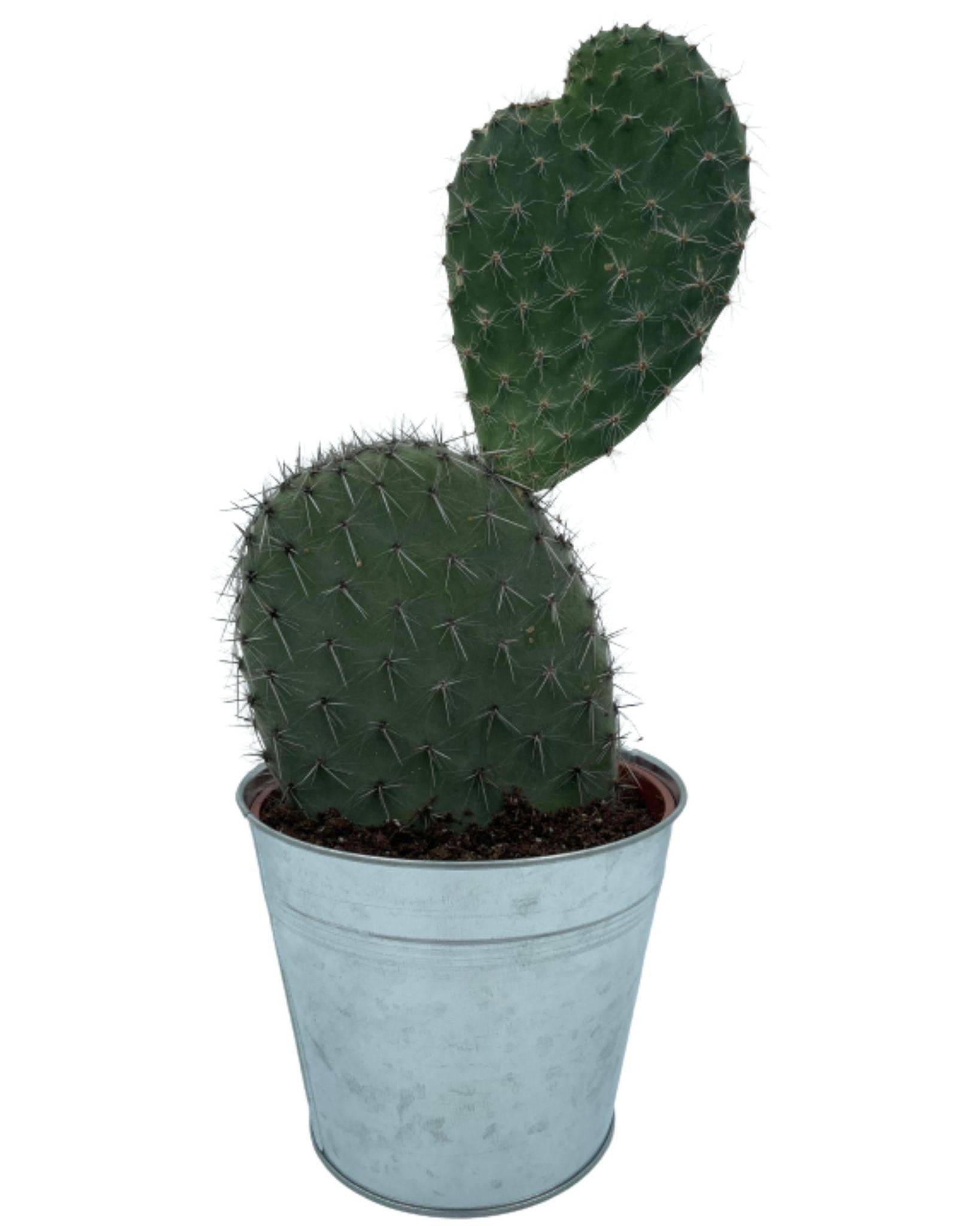 Opuntia Vijgcactus en Pot de Zinc- La Green Touch