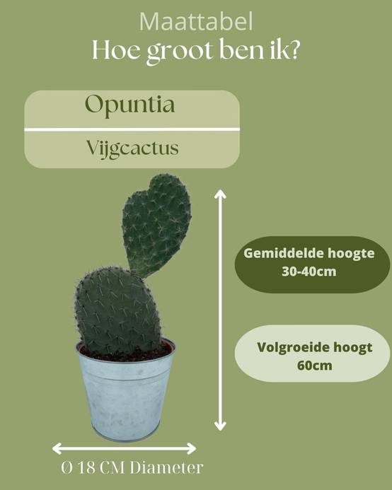 Opuntia Vijgcactus en Pot de Zinc- La Green Touch - Image 4