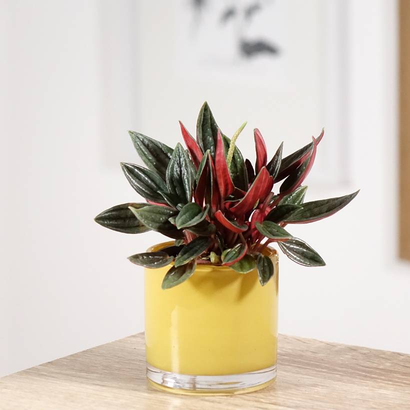 Peperomia caperata Rosso Mini-plante