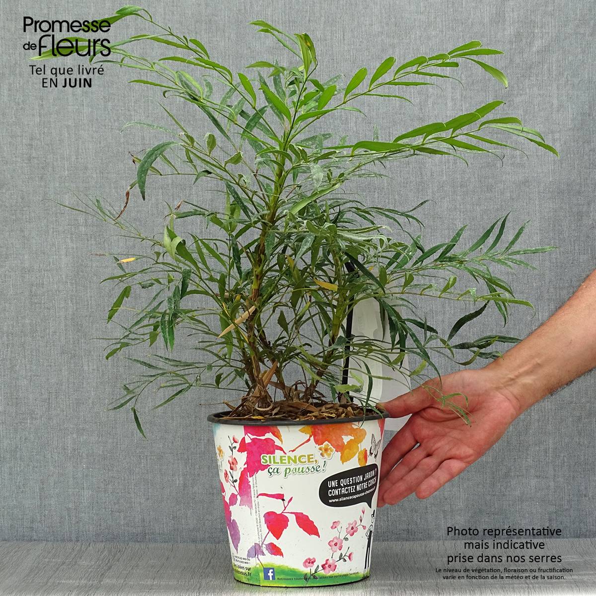 Mahonie à feuilles de houx - Mahonia eurybracteata Sweet Winter Pot de 3L/4L - Image 2