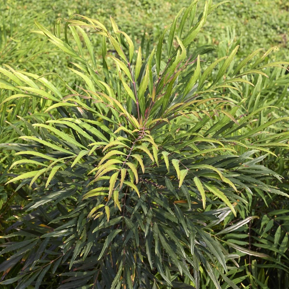 Mahonie à feuilles de houx - Mahonia eurybracteata Sweet Winter Pot de 3L/4L - Image 1