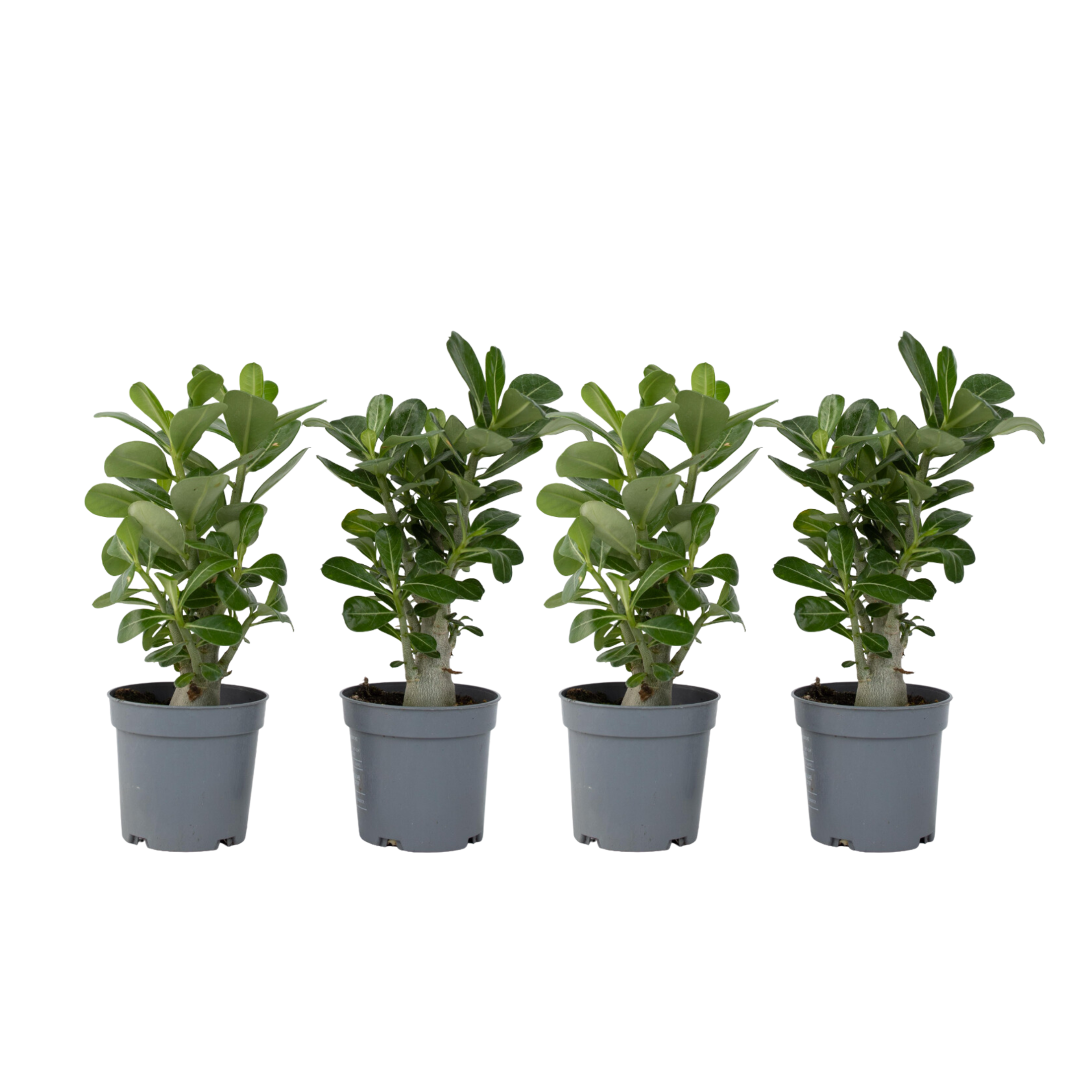 Rose du désert - Set de 4 - Adenium obesum - Hauteur 25-40cm - ⌀10,5cm - Imagen 1