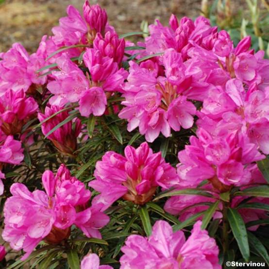 Rhododendron Graziella - Grand Rhododendron Pot de 3L/4L - Image 1