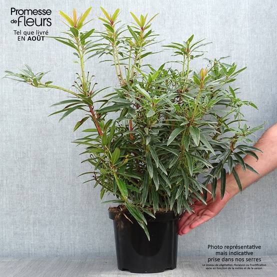 Rhododendron Graziella - Grand Rhododendron Pot de 3L/4L - Image 2