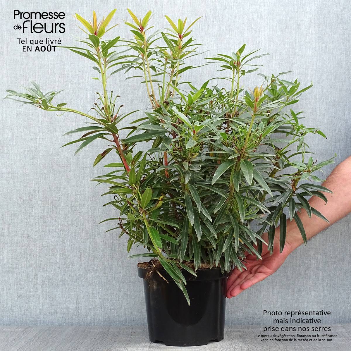 Rhododendron Graziella - Grand Rhododendron Pot de 3L/4L - Image 2