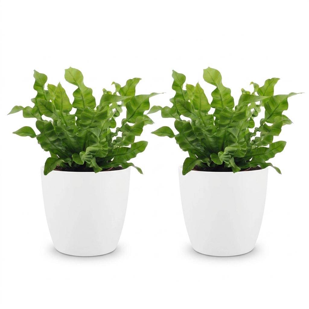 La Green Touch - Asplenium nidus Crispy Wave - Fougère nid d'oiseau - Lot de 2 plantes - Avec cache-pot blanc - Pot Ø12 cm, H 30 cm - Image 2
