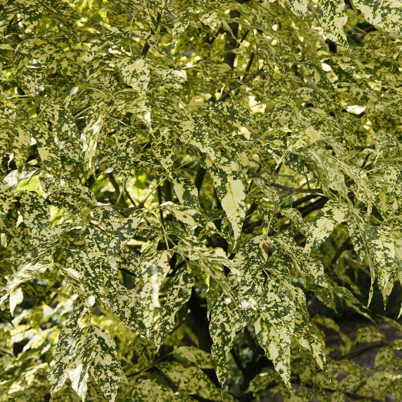 Promesse de Fleurs - Fraxinus pennsylvanica Aucubifolia - Frêne de Pennsylvanie Pot de 7,5L/10L, Tige