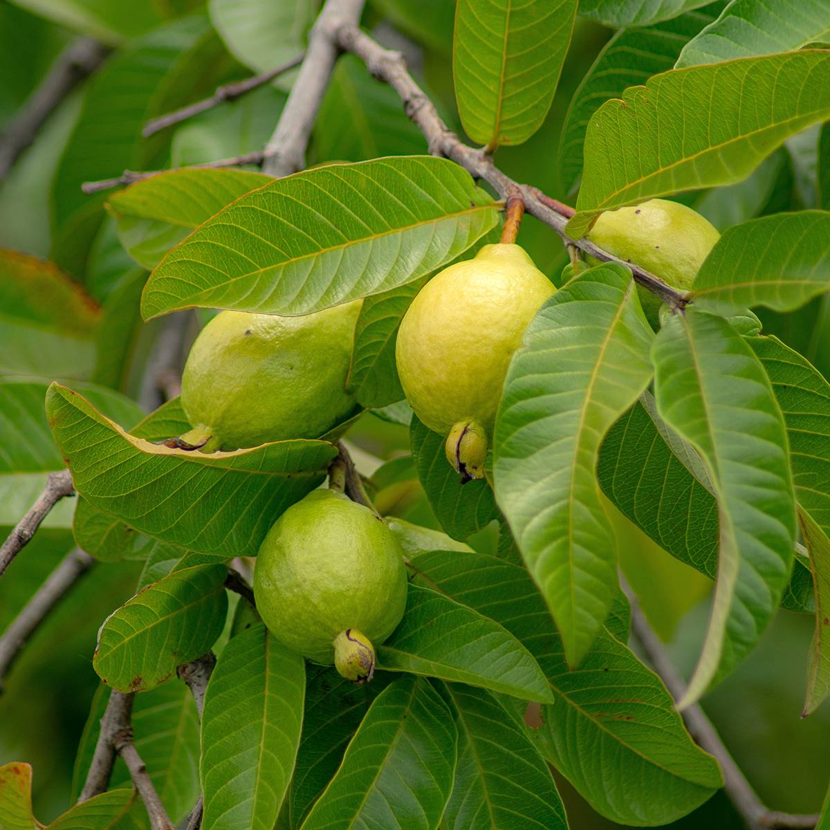 Psidium guajava Limon - goyavier citron jaune Pot de 6L/7L