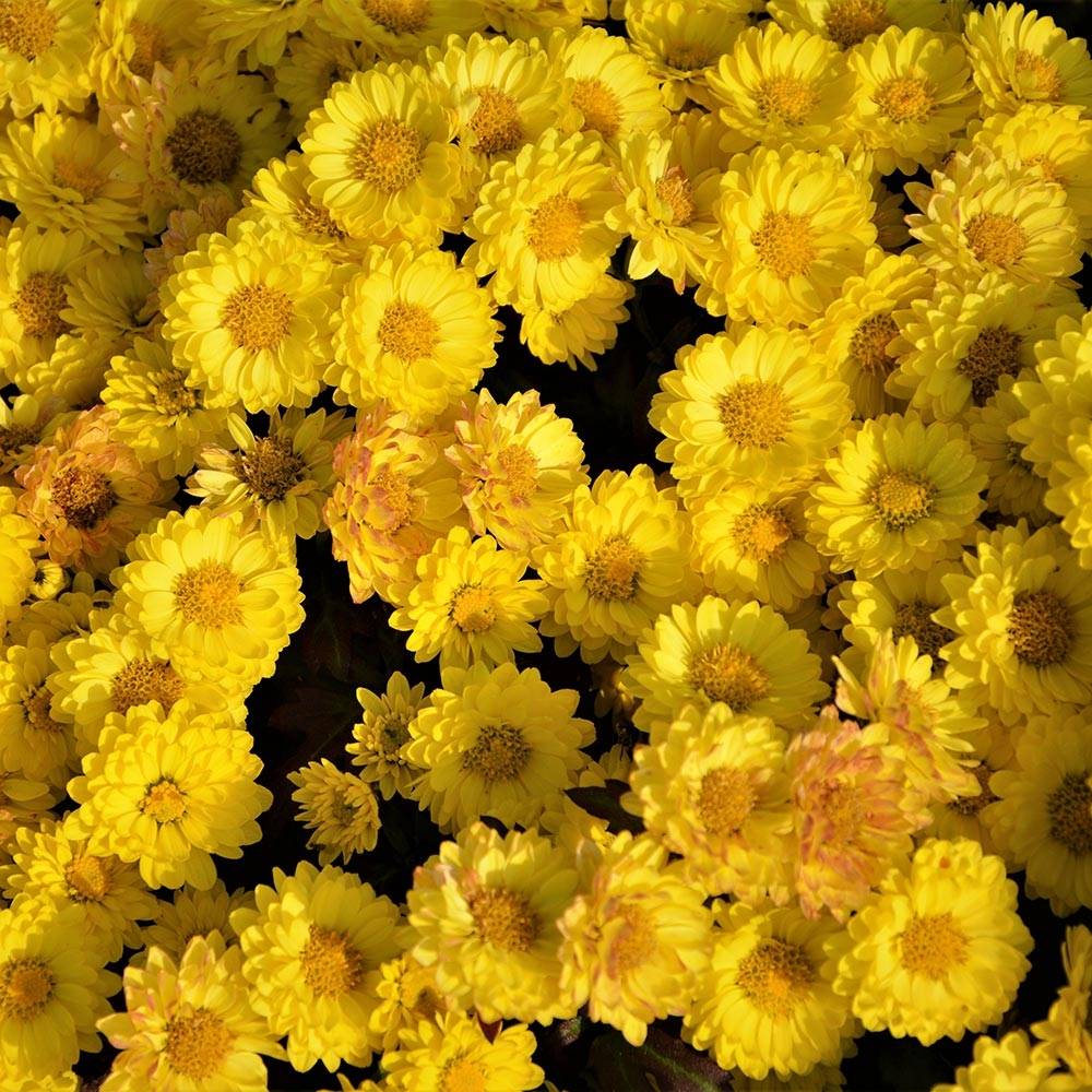 Chrysanthème des jardins Goldmarianne - Chrysanthemum indicum Godet de 8/9 cm