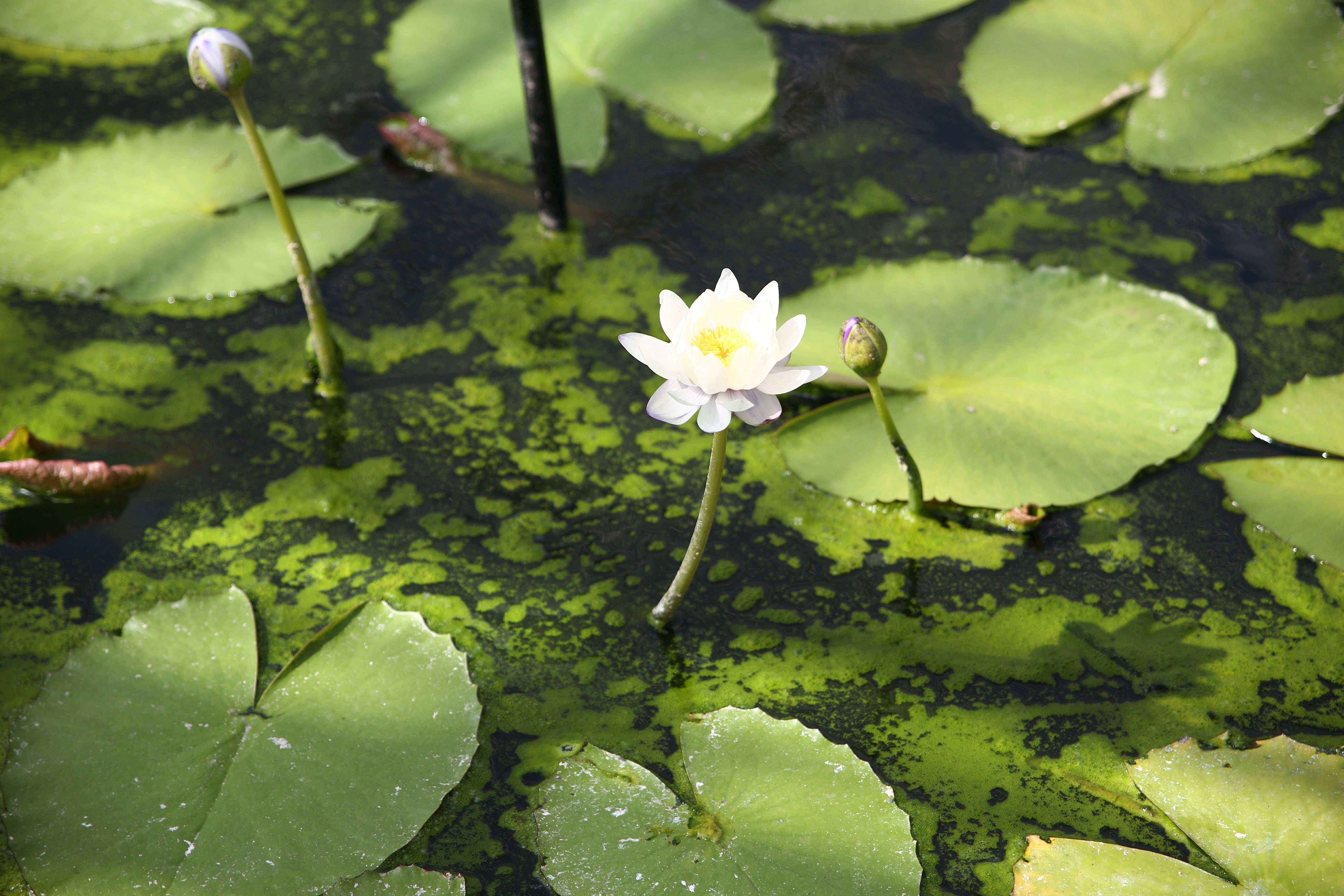 Nymphaea Marliacea Albida - Nénuphar - Blanc - Plantes de bassin - H. 10-20 cm - P. 11 cm - Image 2