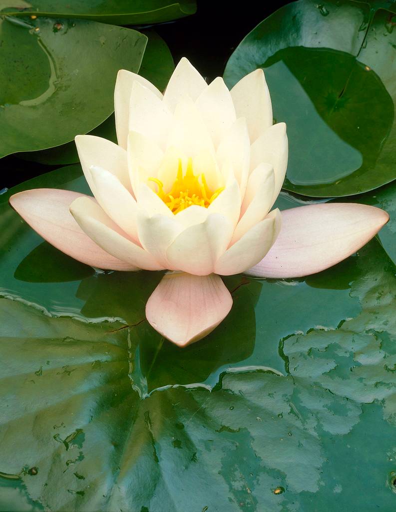 Nymphaea Marliacea Albida - Nénuphar - Blanc - Plantes de bassin - H. 10-20 cm - P. 11 cm - Image 3