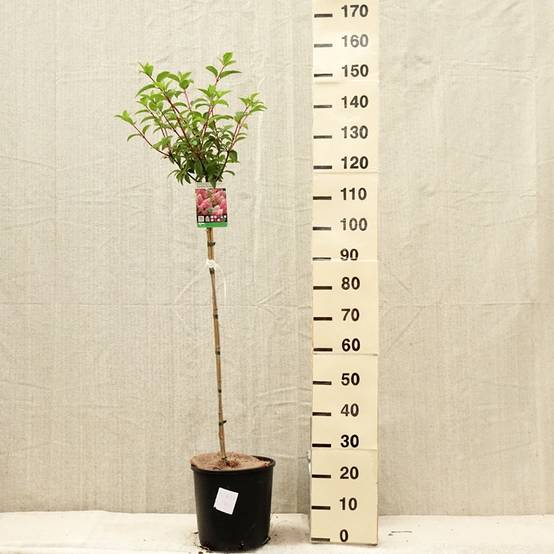 Promesse de Fleurs - Hydrangea paniculata Vanille Fraise - Hortensia paniculé Pot de 6L/7L, Tige, Tige de 70 cm - Image 2