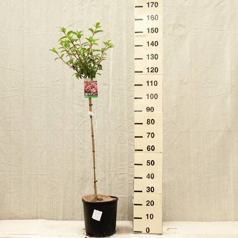 Promesse de Fleurs - Hydrangea paniculata Vanille Fraise - Hortensia paniculé Pot de 6L/7L, Tige, Tige de 70 cm - Image 2