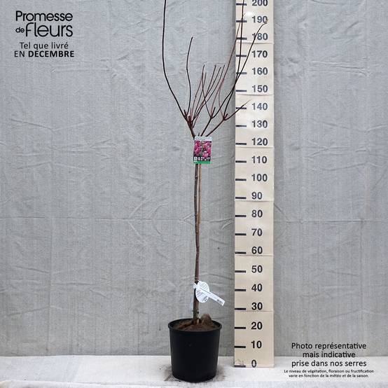 Promesse de Fleurs - Hydrangea paniculata Vanille Fraise - Hortensia paniculé Pot de 6L/7L, Tige, Tige de 70 cm - Image 1