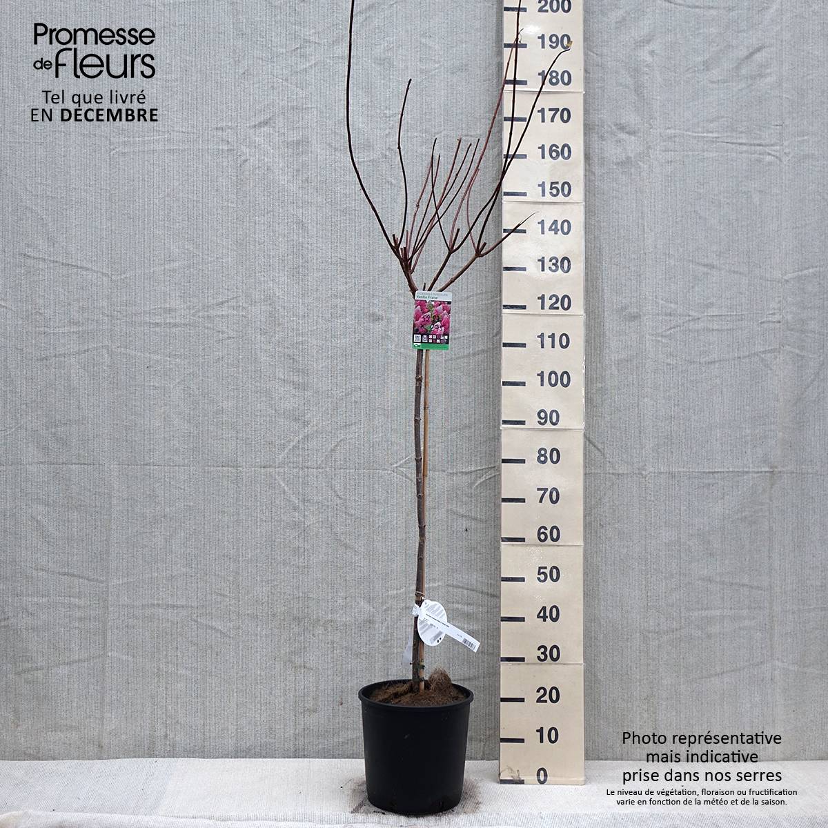 Promesse de Fleurs - Hydrangea paniculata Vanille Fraise - Hortensia paniculé Pot de 6L/7L, Tige, Tige de 70 cm