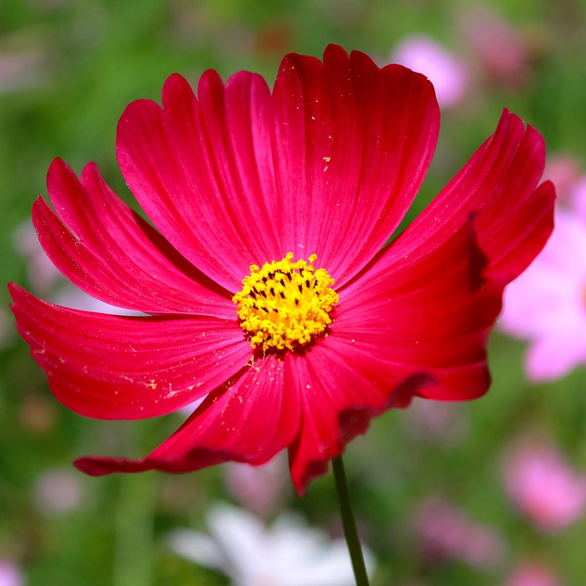 Promesse de Fleurs - Graines de Cosmos Sensation Dazzler - Cosmos bipinnatus le sachet de 200 graines environ (1,5g)