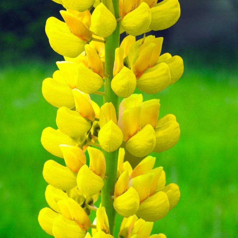 3 Lupins 'Le Chandelier' (Lupinus 'Chandelier') - Lot de 3 vivaces - Pépinières Naudet - Imagen 1