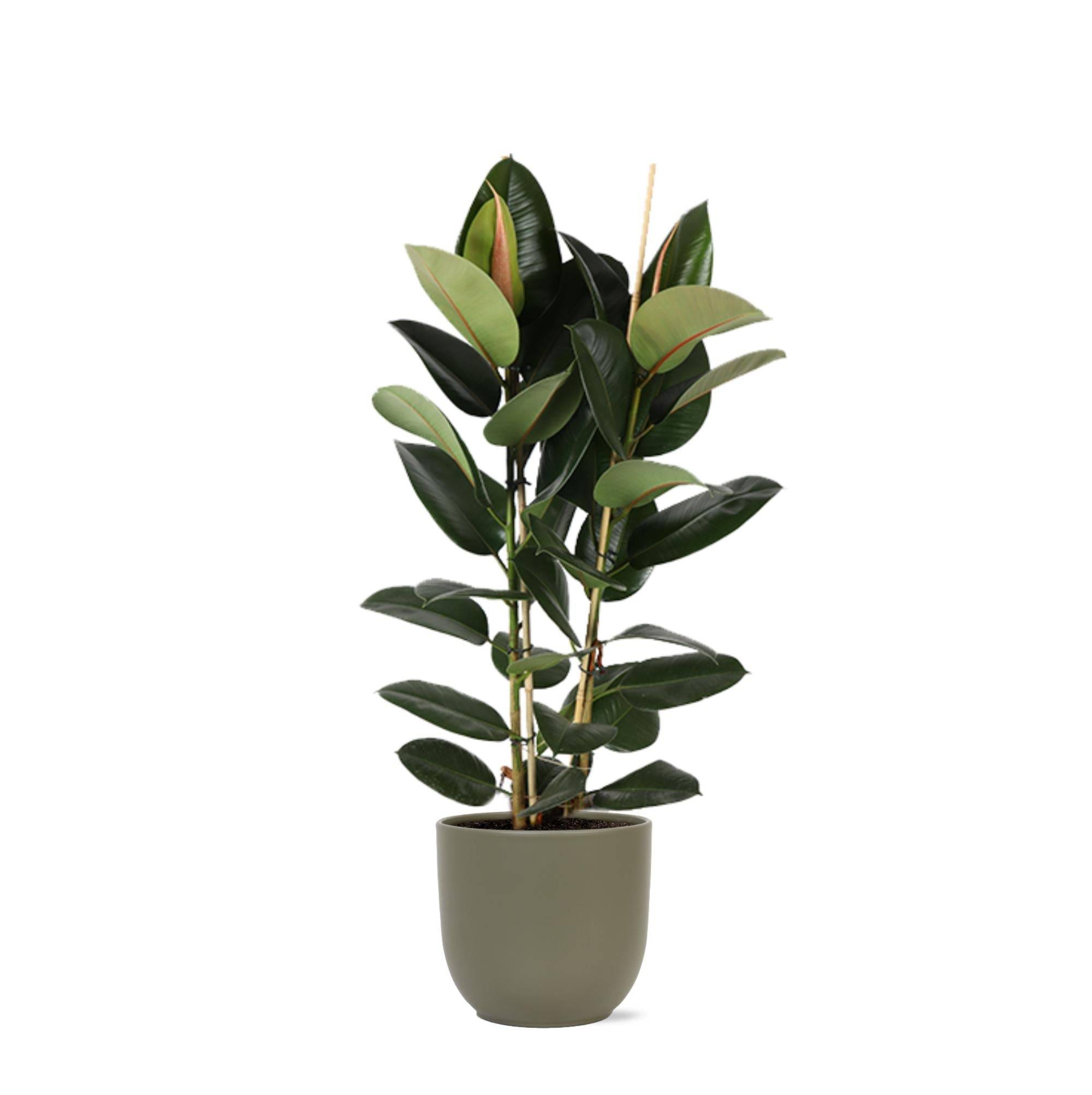 Ficus Elastica Robusta et son pot- La Green Touch Olive - Hauteur 110cm