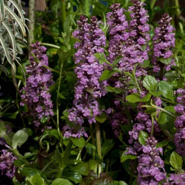 Bugle rampante, Ajuga reptans Rosea Godet de 8/9 cm