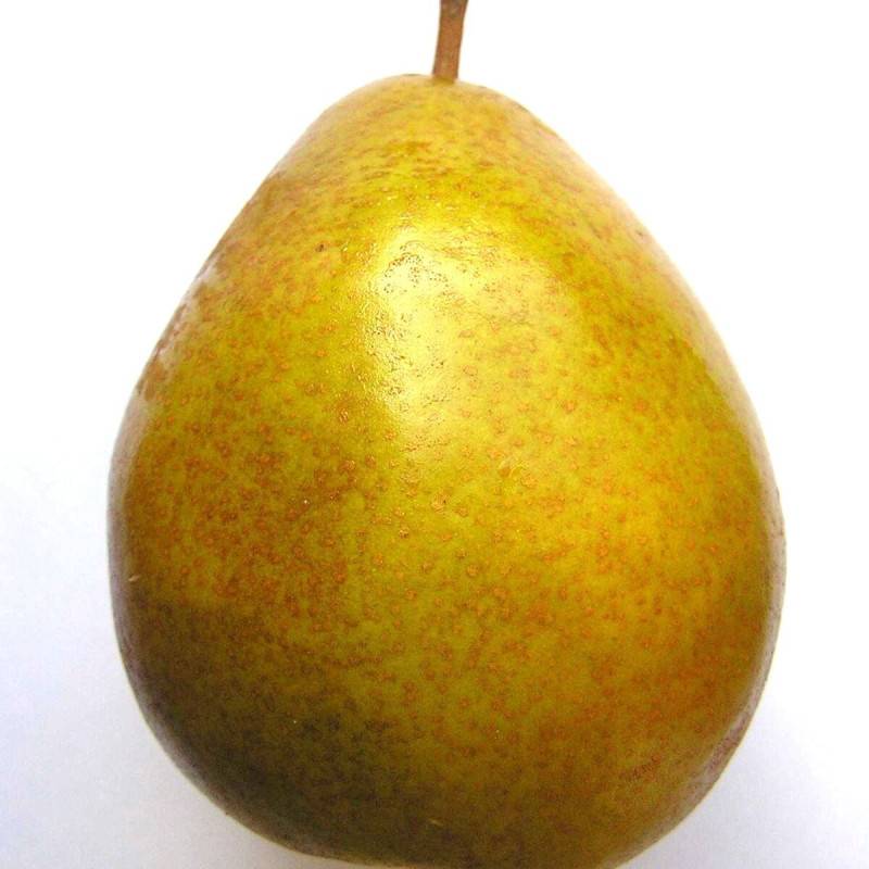 Poirier Beurré Hardy - Bon rendement - Pot de 15L - Pallipoir® - 150/175 cm - De 3,00 m à 5,00 m - Imagen 5