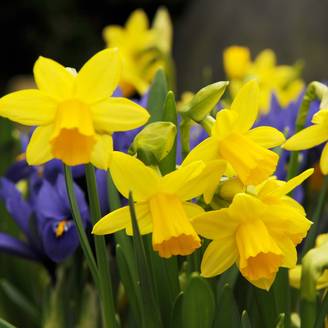 Promesse de Fleurs - Narcisse Tête à Tête Bulbe calibre 14/16 (par 10)