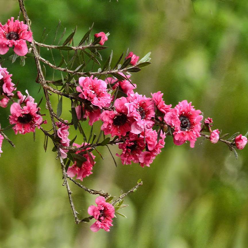 Promesse de Fleurs - Leptospermum scoparium Red damask - Arbre à thé Pot de 2L/3L