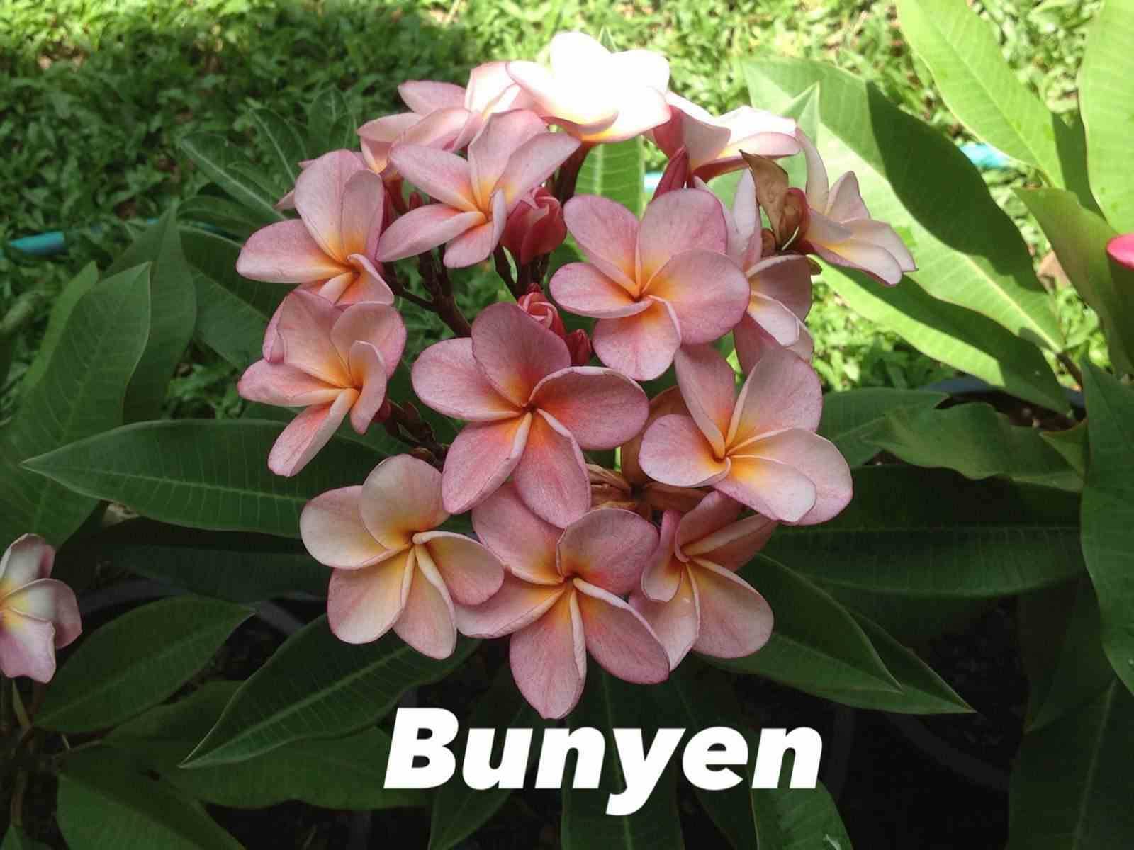 Sans Marque - Plumeria rubra "Bunyen" (frangipanier) Couleur floraison:Rose - Taille:Pot de 2 litres ? 20/30 cm