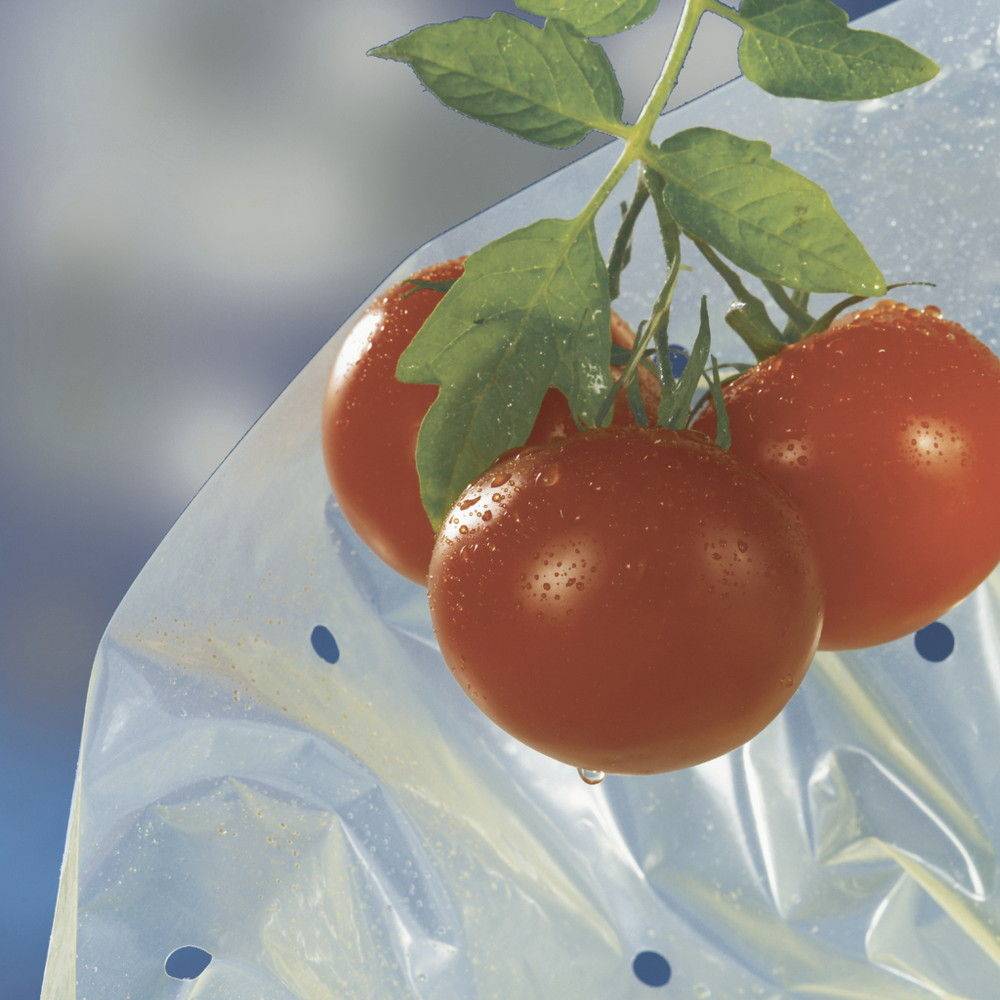 Nortène - Housse de croissance tomate Tomatotube en film perforé jaune - avec liens Nortene - Imagen 3