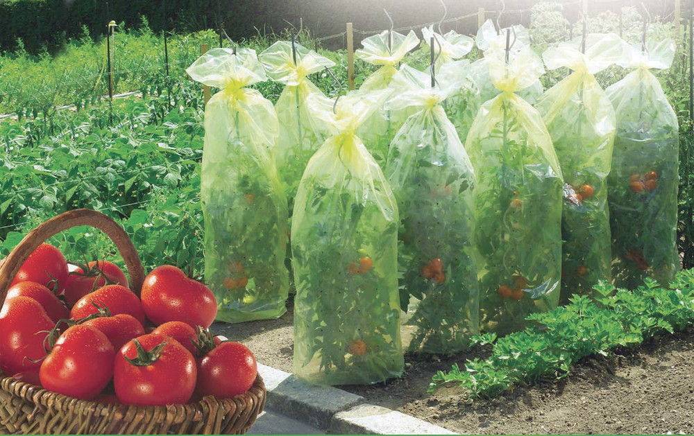 Nortène - Housse de croissance tomate Tomatotube en film perforé jaune - avec liens Nortene - Imagen 2