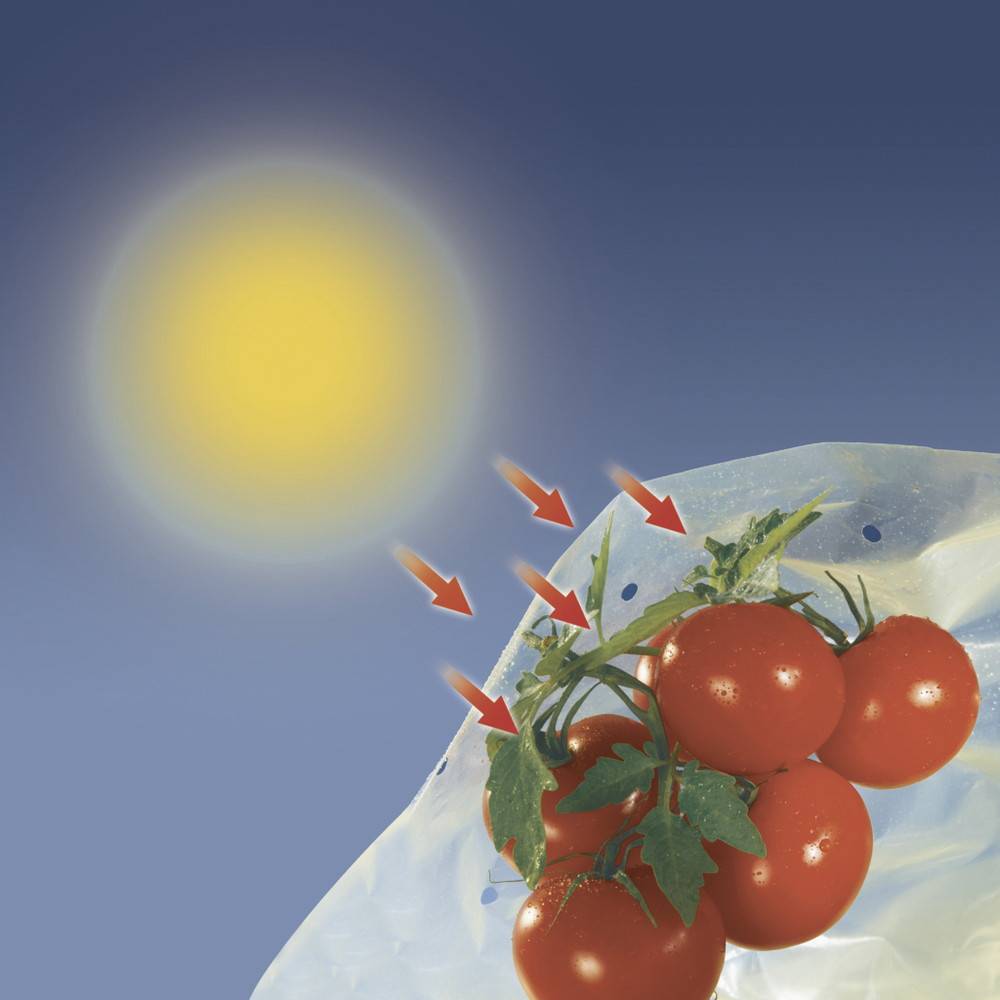 Nortène - Housse de croissance tomate Tomatotube en film perforé jaune - avec liens Nortene - Imagen 4