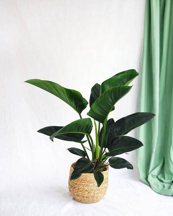Philodendron Congo h100cm 100cm - Plante d'intérieur- La Green Touch - Image 2