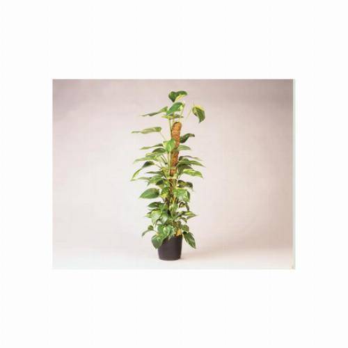 Tuteur en fibres de coco - H 120 cm x diam. 42 mm