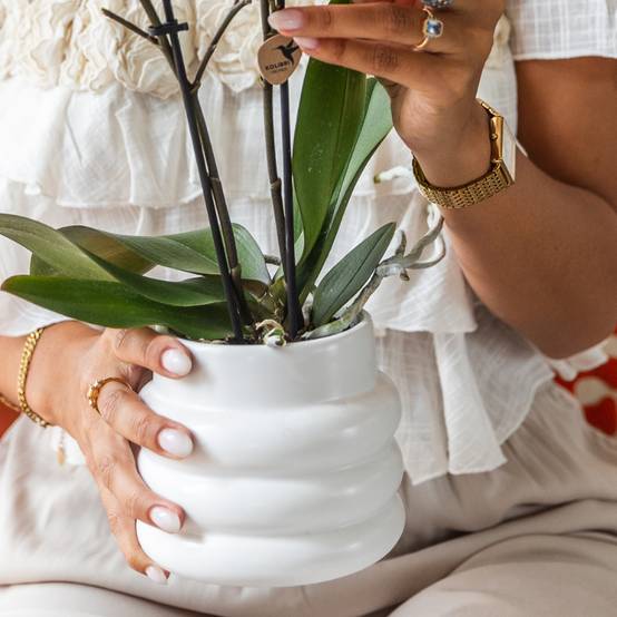Orchidée Phalaenopsis 'Gibraltar' - Grand coffret cadeau avec plantes vertes cache-pots support et plateau - Pot de 9cm - Plantes d'intérieur - Image 3
