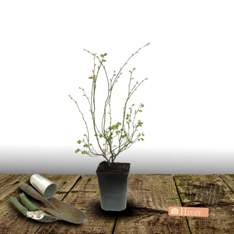 Myrtille Patriot, Myrtillier - Bon rendement - Pot de 3L - 30/60 cm - De 1,00 m à 1,50 m - Imagen 4