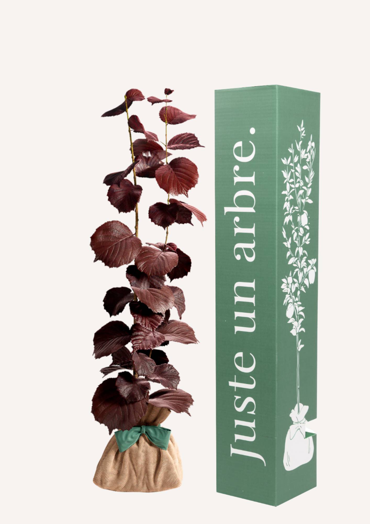 JUSTE UN ARBRE. – Noisetier Pourpre | Idée cadeau symbolique pour naissance, mariage, anniversaire – Arbuste rustique au feuillage coloré et élégant - Image 1