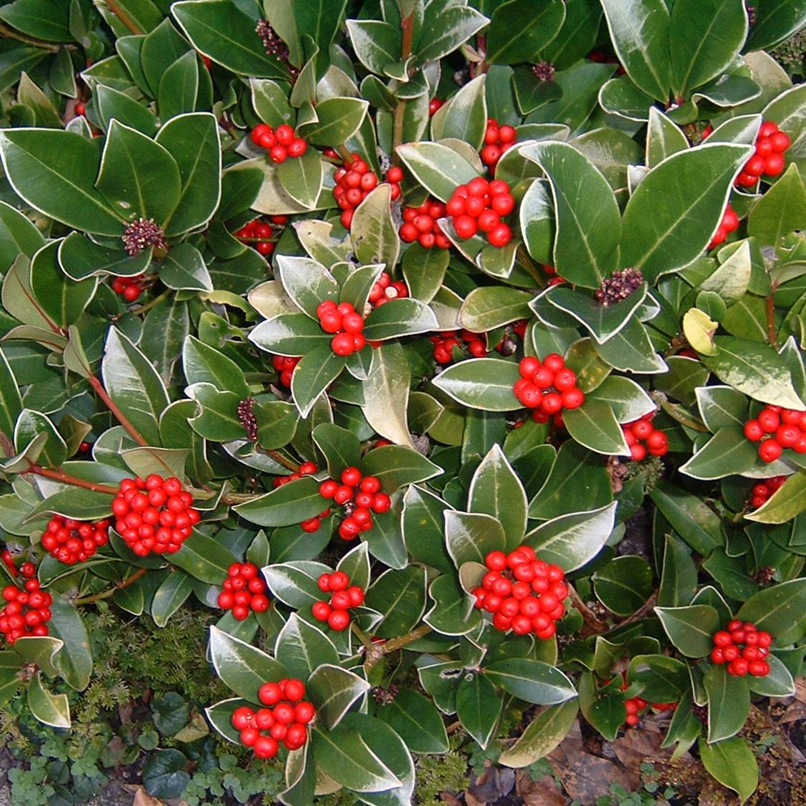 Promesse de Fleurs - Skimmia reevesiana Pot de 1L/1,5L