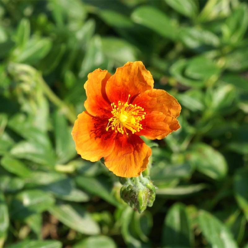 Helianthemum Ben Alder - Hélianthème orange à coeur rouge Godet de 8/9 cm