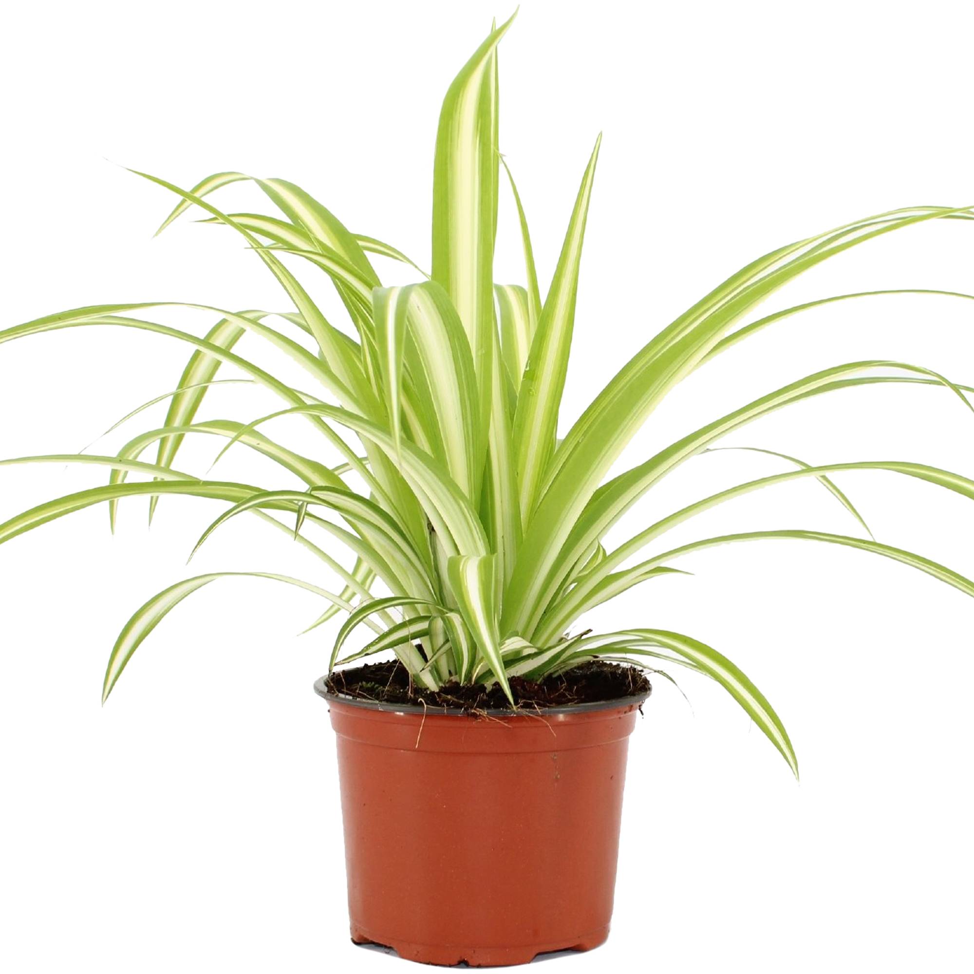 Gardenersdream - 1 X Chlorophytum Variegatum En Pot | Plante Araignée Au Feuillage Persistant De 20 À 30 Cm - GardenersDream - Imagen 2