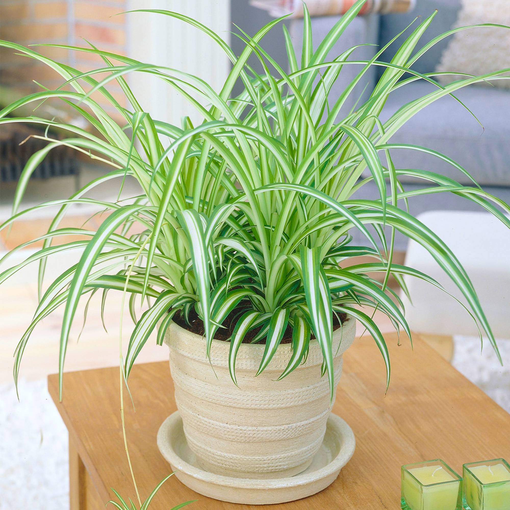avocado plant soil Buy Avocado Potting Soil for Sale main image 0