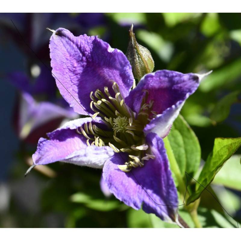 Clématite texensis Prince William® 'Zo08171' à fleurs Violette - feuillage Caduc - Pot de 2L - Tuteur bambou 60/90 cm-  hauteur à maturité De 1,50 m à - Image 5